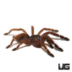 Peach Earth Tiger Tarantula (Phormingochilus sp Rufus) For sale ...