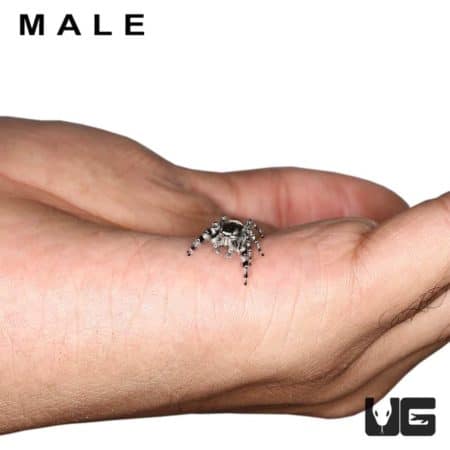 Adult Phidippus Adumbratus Jumping Spider Pair For Sale - Underground Reptiles