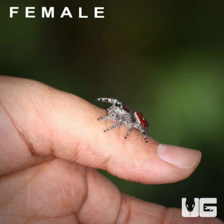 Adult Phidippus Adumbratus Jumping Spider Pair For Sale - Underground Reptiles