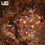 Porcellionides Pruinosus "Powder Mix" Isopods For Sale - Underground Reptiles