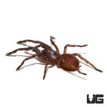 Psychedelic Earth Tiger Tarantula For Sale - Underground Reptiles