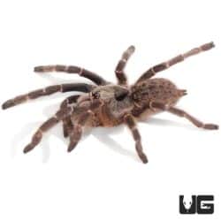 Rear Horn Baboon Tarantula (1 - 1.75'') - Underground Reptiles