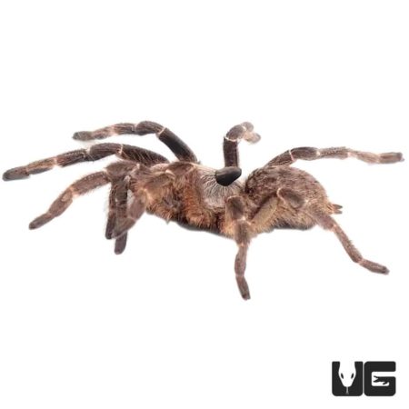 Rear Horn Baboon Tarantula For Sale - Underground Reptiles