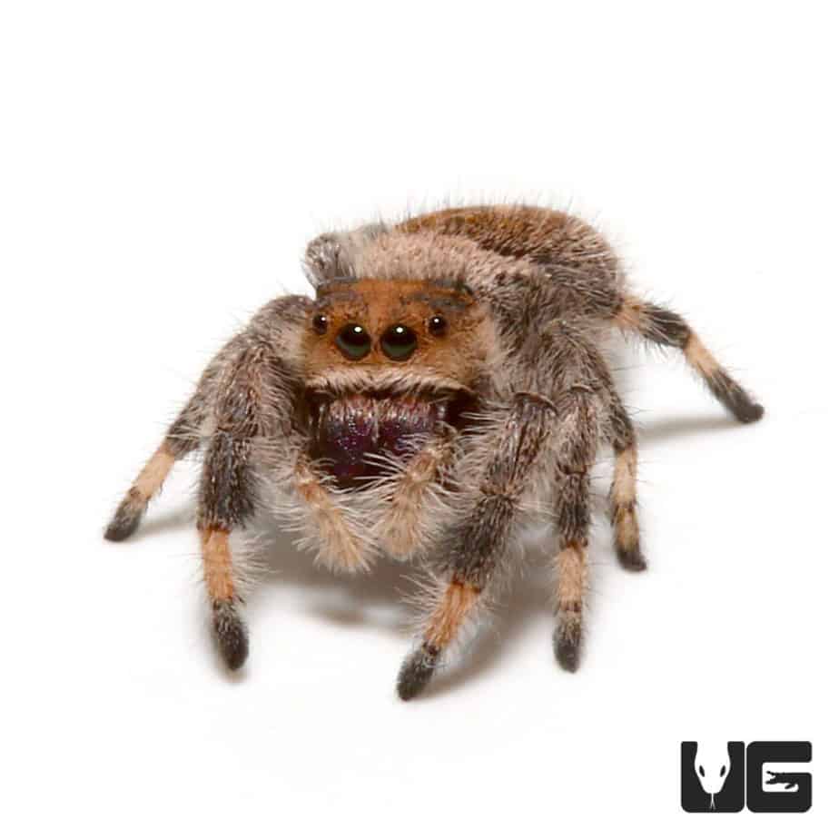 Regal Jumping Spiders (Phidippus regius) For Sale Underground Reptiles