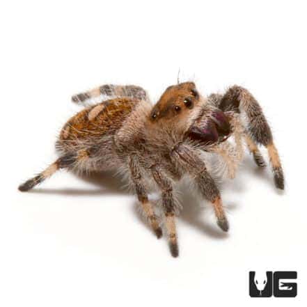 Regal Jumping Spiders (Phidippus regius) For Sale - Underground Reptiles