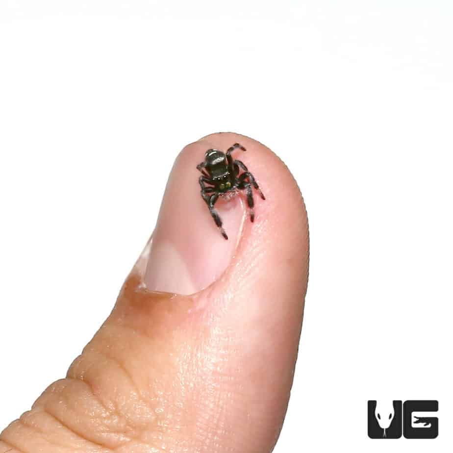Regal Jumping Spiders (Phidippus regius) For Sale Underground Reptiles