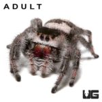 Regal Jumping Spiders For Sale - Underground Reptiles