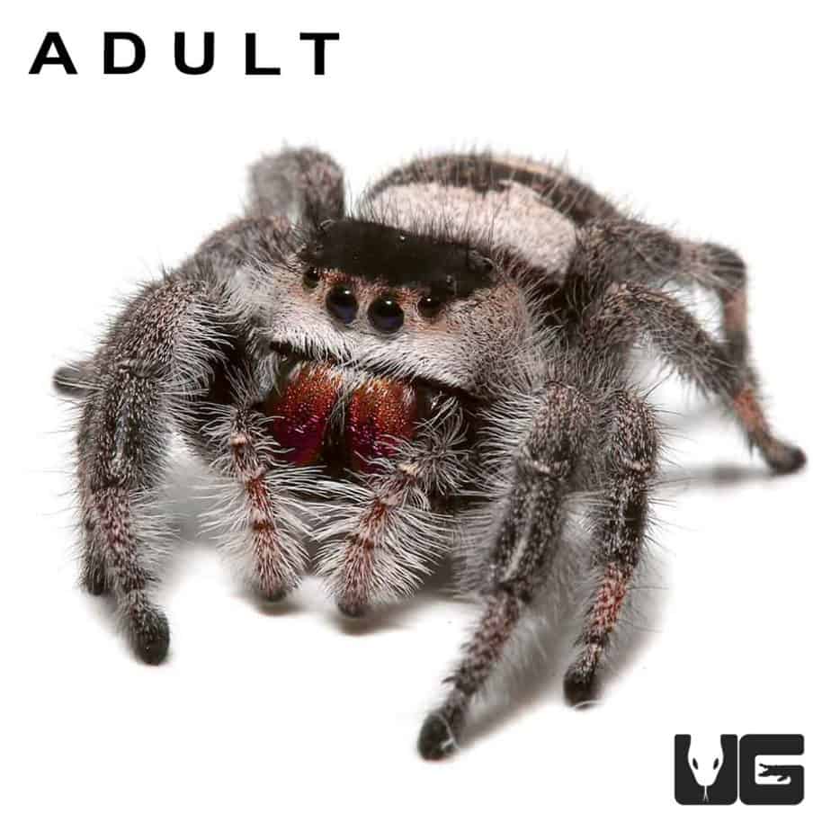 Regal Jumping Spiders (Phidippus regius) For Sale Underground Reptiles