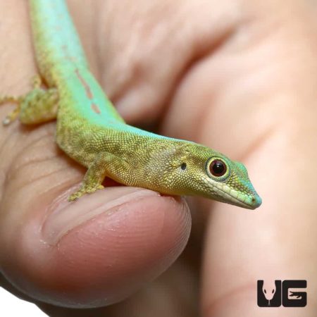 Robert Merten's Day Geckos For Sale - Underground Reptiles