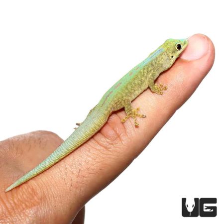 Robert Merten's Day Geckos For Sale - Underground Reptiles