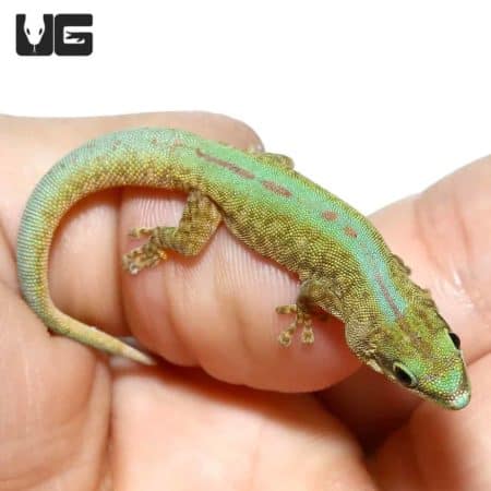 Robert Merten's Day Geckos For Sale - Underground Reptiles