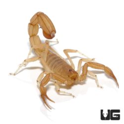 Sand Devil Scorpion For Sale - Underground Reptiles