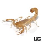 Sand Devil Scorpion For Sale - Underground Reptiles