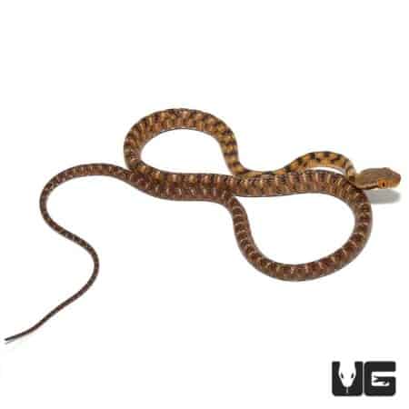 Siamese Cat Eyed Snake on white background, showcasing its distinctive markings and striking eyes.
