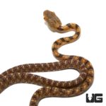 Suriname Cat Eyed Snake For Sale - Underground Reptiles