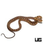 Suriname Cat Eyed Snake For Sale - Underground Reptiles