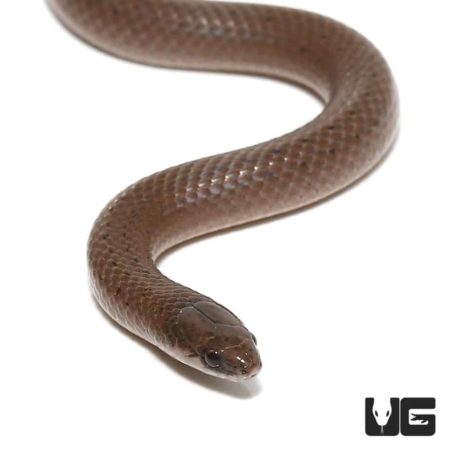 Smooth Earth Snakes For Sale - Underground Reptiles