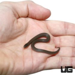 Smooth Earth Snakes For Sale - Underground Reptiles