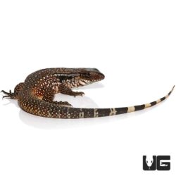 Snowmaker Tegu For Sale - Underground Reptiles