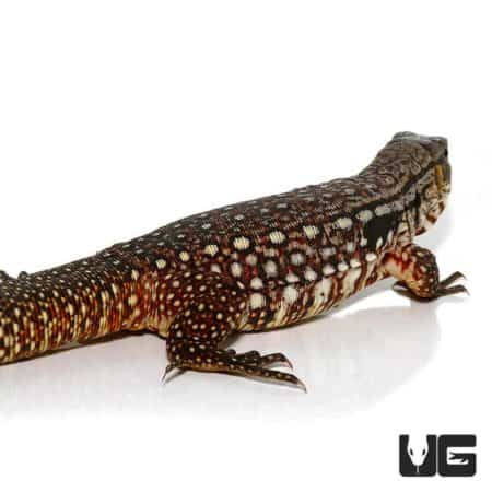 Snowmaker Tegu For Sale - Underground Reptiles