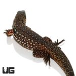 Snowmaker Tegu For Sale - Underground Reptiles