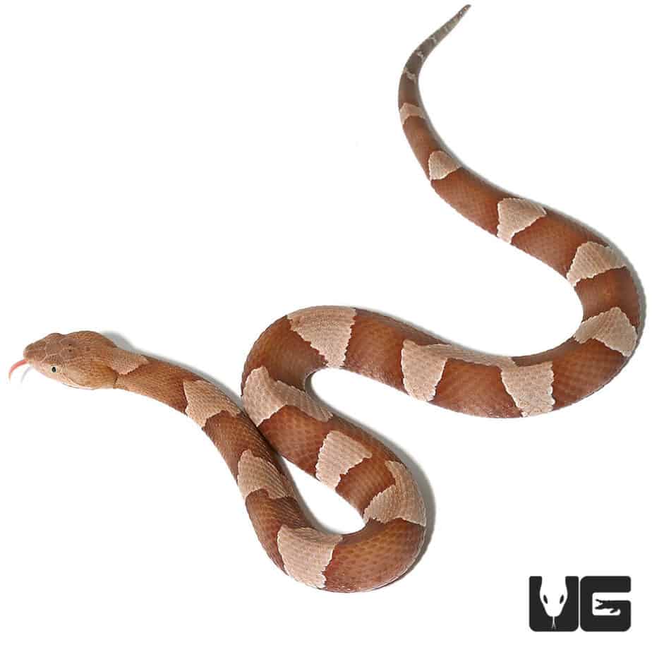 Copperhead Snakes For Sale Underground Reptiles