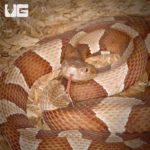 Trans-pecos And Broad Banded Copperhead Snakes For Sale - Underground Reptiles