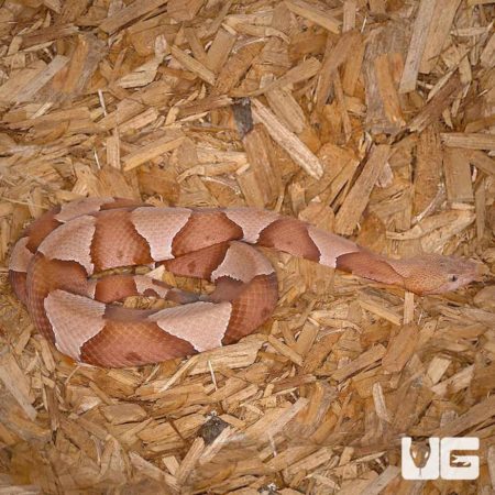 Trans-pecos And Broad Banded Copperhead Snakes For Sale - Underground Reptiles