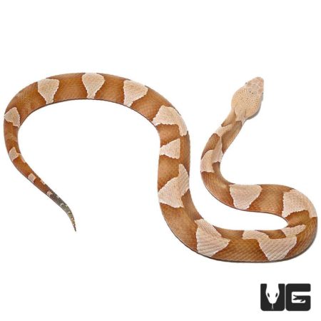 Trans-pecos And Broad Banded Copperhead Snakes For Sale - Underground Reptiles