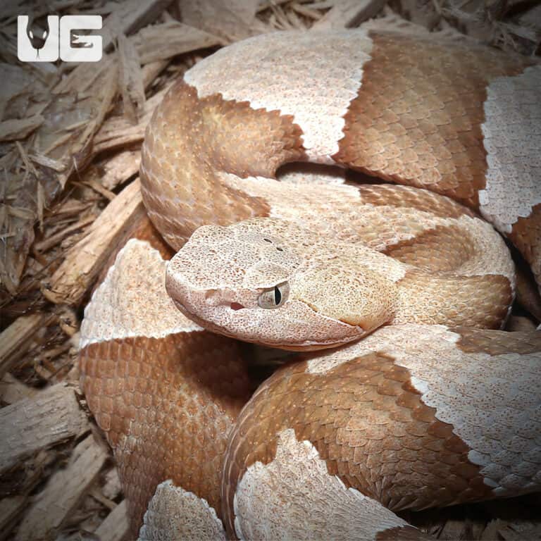 Copperhead Snakes (Agkistrodon contortrix) For Sale Underground Reptiles