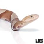 Copperhead Snakes For Sale - Underground Reptiles