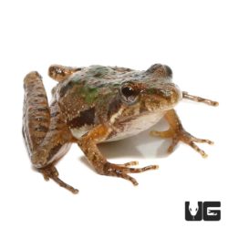 Southern Cricket Frog For Sale - Underground Reptiles