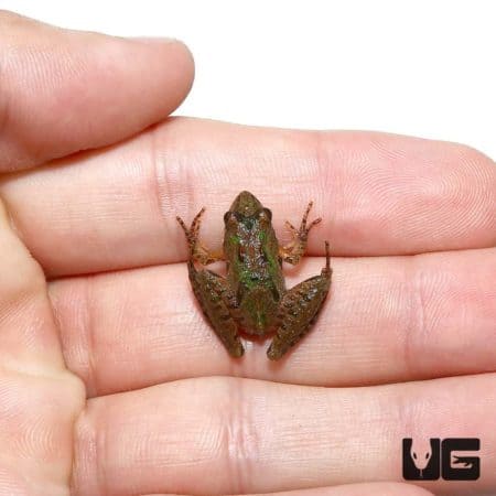 Southern Cricket Frog For Sale - Underground Reptiles
