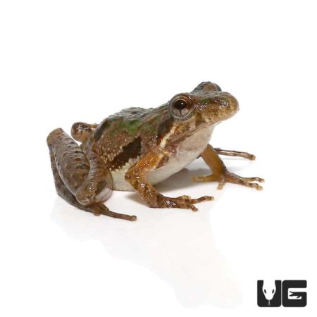 Southern Cricket Frog For Sale - Underground Reptiles