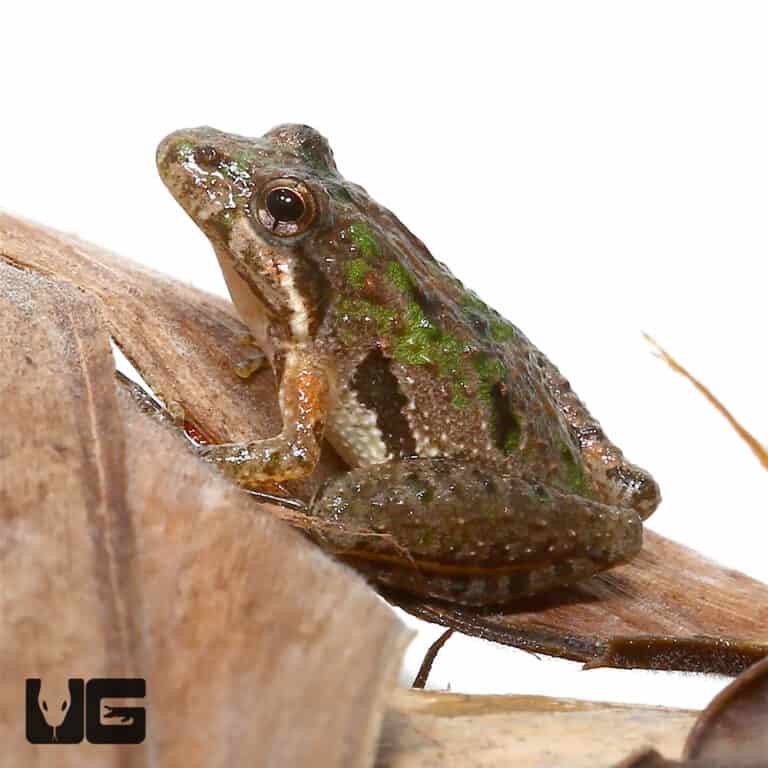 Southern Cricket Frog (Acris gryllus) for sale - Underground Reptiles