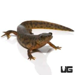Spanish Ribbed Newts For Sale - Underground Reptiles