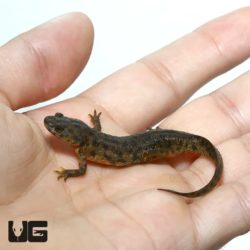 Spanish Ribbed Newts For Sale - Underground Reptiles