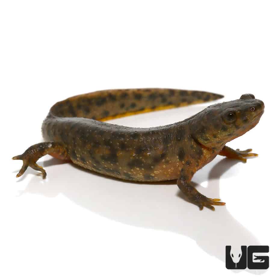 Spanish Ribbed Newts (Pleurodeles waltl) For Sale Underground Reptiles