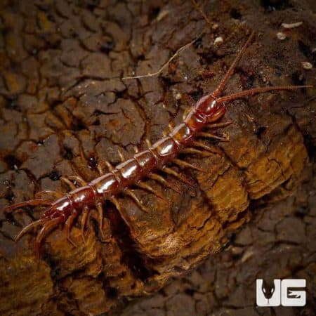Stone Centipede (Lithobius sp.) For Sale - Underground Reptiles