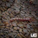 Stone Centipede (Lithobius sp.) For Sale - Underground Reptiles