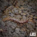 Stone Centipede (Lithobius sp.) For Sale - Underground Reptiles
