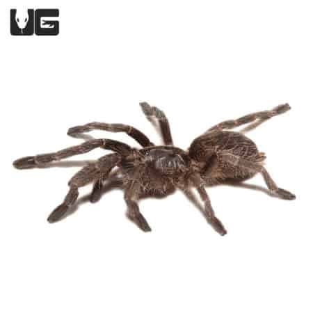 Straight Horn Baboon Tarantula (Ceratogyrus marshalli) For Sale - Underground Reptiles