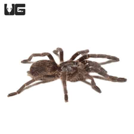 Straight Horn Baboon Tarantula (Ceratogyrus marshalli) For Sale - Underground Reptiles