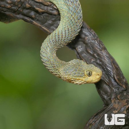 Adult Green Patternless Bush Viper resting on a tree branch, showcasing its vibrant green scales and.
