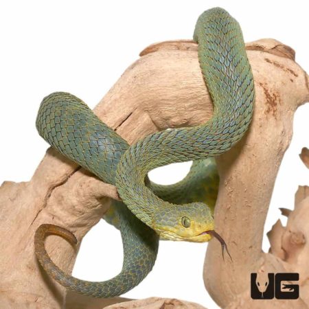 Patternless Green Squamigera Bush Viper For Sale - Underground Reptiles