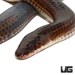 Sunbeam Snakes For Sale - Underground Reptiles