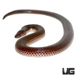 Sunbeam Snakes For Sale - Underground Reptiles