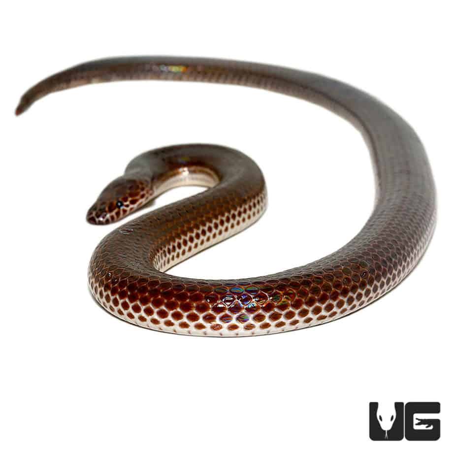 Sunbeam Snakes (Xenopeltis unicolor) For Sale Underground Reptiles