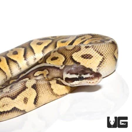 Super Pastel Spector Ball Python, male, showcasing vibrant yellow and brown pattern.