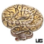 2020 Super Pastel Spector Ball Python For Sale - Underground Reptiles